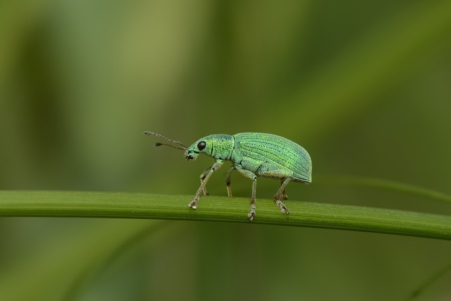 Coleottero da ID - Polydrusus formosus